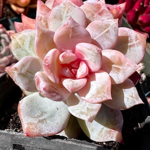 Rare succulent: imported succulent Echeveria hybrid Snow Angel  honey heart  live plant houseplant