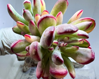 Rare Succulent: Korea Imported Variegated Cotyledon Orbiculata live plant houseplant