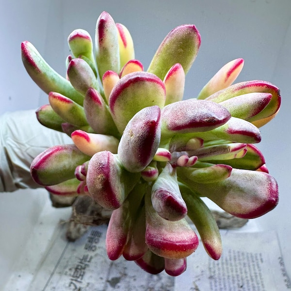 Rare Succulent: Korea Imported Variegated Cotyledon Orbiculata live plant houseplant