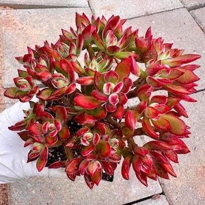 Rare Succulent: Echeveria Pulvinata Ruby a.k.a. Ruby Slippers purple live plant houseplant
