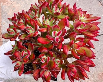 Rare Succulent: Echeveria Pulvinata Ruby a.k.a. Ruby Slippers purple live plant houseplant