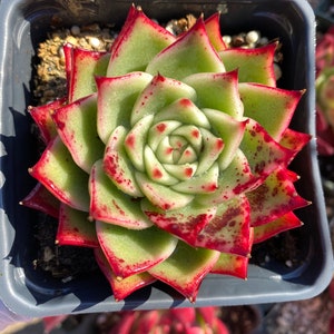 Rare Succulent: Imported Succulent Korean Agavoides echeveria White Horse live plant houseplant