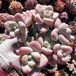Rare Succulent: imported Graptosedum Frevel Miul many heads HUGE cluster thick powder pink live plant houseplant