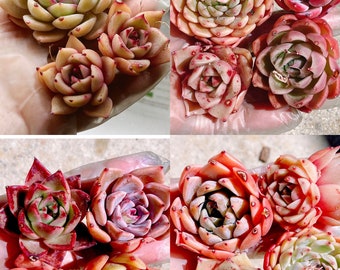 Free Extras - Rare Succulent Mystery Box: Imported Succulents live plant houseplant