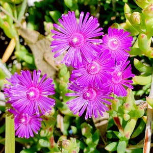 Beautiful Succulent: Lampranthus spectabilis Ice plant. Purple flowers live plant houseplant image 1