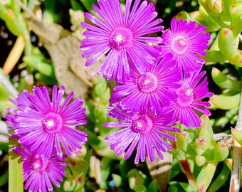 Beautiful Succulent: Lampranthus spectabilis Ice plant. Purple flowers live plant houseplant