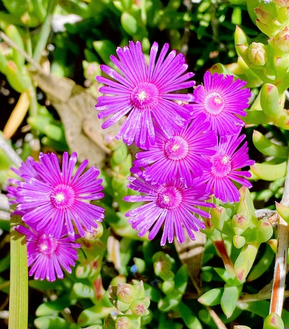 Beautiful Succulent: Lampranthus Spectabilis Ice Plant Pink Trailing Purple  Flowers Live Plant Houseplant - Etsy