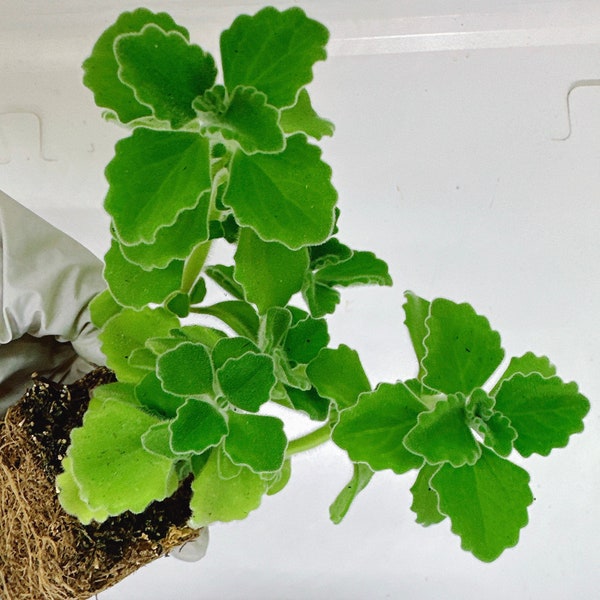 Beautiful and good smell succulent  Plectranthus tomentosa - Vicks Plant - Apple Scent Live Plant House Plant