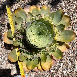 Rare Succulent: Imported greenovia mountain rose live rose Pink Hierro HUGE GIANT many many heads cluster live plant houseplant