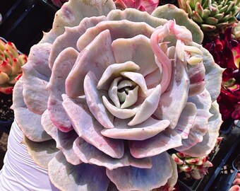 Rare Succulent: Imported Succulent Korean Echeveria Variegated and Monstrosa Echeveria Lilacina HUGE live plant houseplant