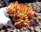 Rare succulent Imported succulent Korea succulent Echeveria Rolly cluster
