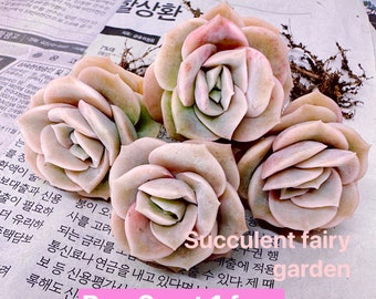 Beautiful Succulent: Imported Lovely Rose (Available Deal--Buy 3 get 1 free) live plant houseplant