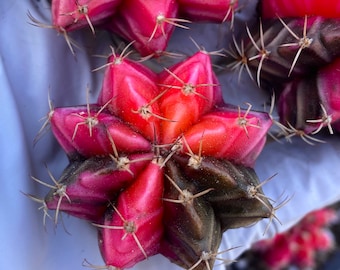 Rare succulent: imported Gymnocalycium Variegated Mihanovichii ‘Fireworks + Sunset’ (Rare) (Deal--buy3+1free) live plant cactus houseplant