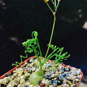 Rare Imported Succulent Korea Albuca Namaquensis Baker Spiral Grass, Frizzle Sizzle, Corkscrew, Albuca Circinata, Albuca Spiralis image 4