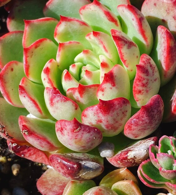 rare Korean import Echeveria Bloody Yan Plants Outdoor & Gardening ...