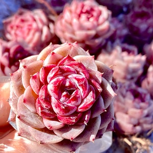 Rare Succulent:  Imported  Echeveria Red Velvet (Available Deal--buy 3 + 1 free) live plant houseplant purple succulent