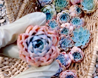 Rare Succulent: Imported Succulent Korean Echeveria Hybrid Blue Pink Lady