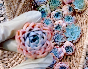 Rare Succulent: Imported Succulent Korean Echeveria Hybrid Blue Pink Lady