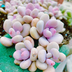 Rare Imported succulent Korea succulent pink moonstone live plant houseplant