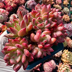 Rare Succulent: Imported  variegated Echeveria  Majic a lot of heads cluster HUGE about 5”  live plant houseplant