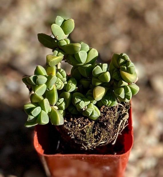 Rare Succulent: Cool Beautiful Succulent Astridia Velutina String Live Plant  Houseplant Bonsai Favorite Huge Cluster #A - Etsy