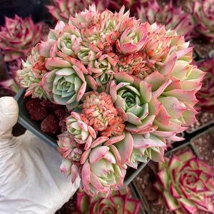 Rare succulent : Imported succulent  echeveria cristatus lucy rose cluster BUGE crostata live plant houseplant