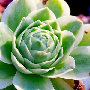 Rare succulent: Imported succulent  variegated Greenovia rose pink rose mountain rose live plant houseplant