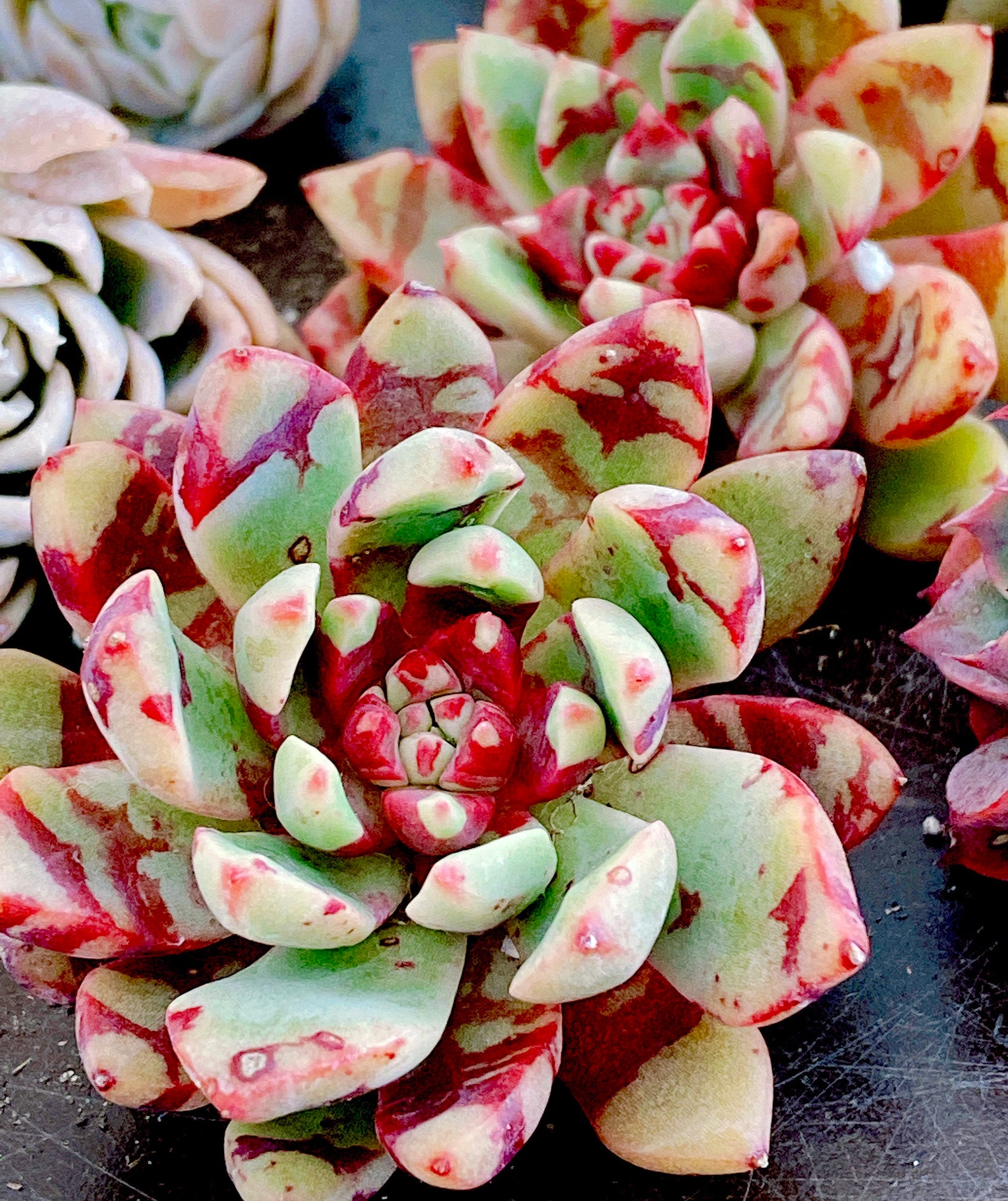 Rare Succulent Imported echeveria Bloody Yan aka jelly jam Etsy