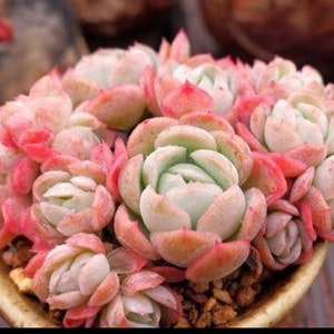May include: A close-up of a succulent plant with pink and green leaves. The plant is in a brown pot with small rocks.