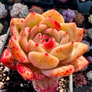 Rare succulent: Imported Hybrid Korea echeveria Rose Champagne  HUGE size pink live plant houseplant