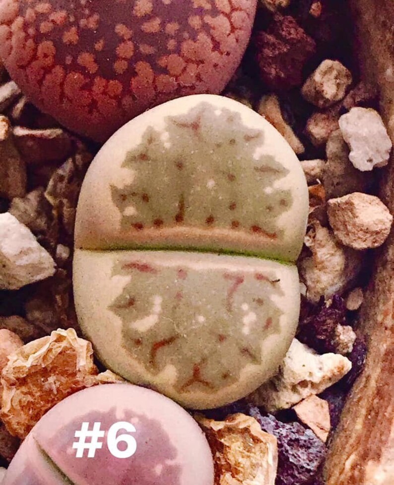 Colorful Lithops