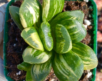 Rare Succulent:variegated Haworthia Extremely RARE/High Variegation/Yellow variegated Truncata /COLLECTOR ITEM 3 years old live plant