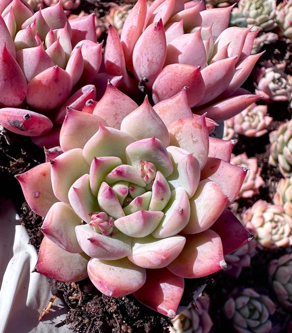 small succulents fake 20 Pack main image 1