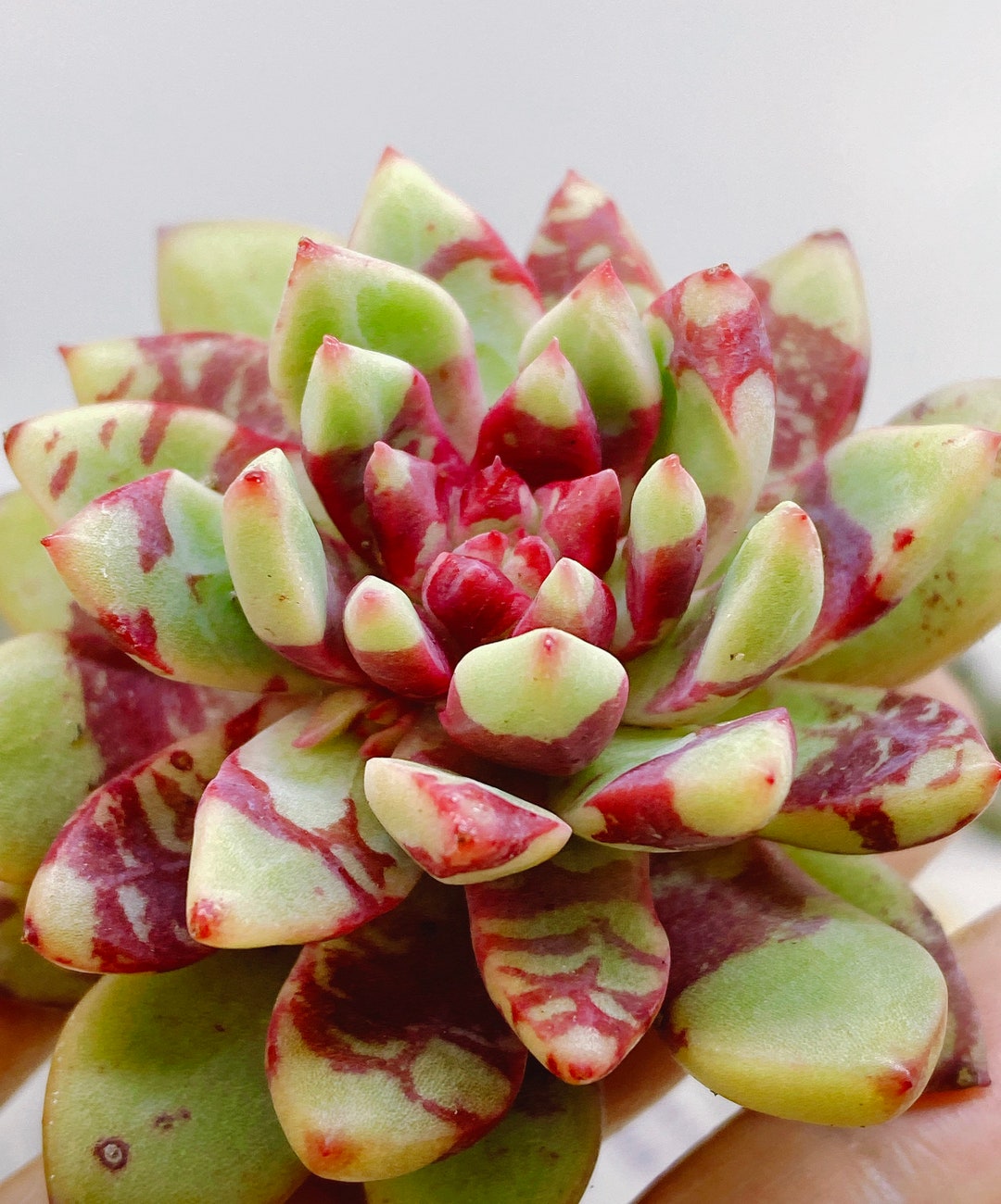 Jungle Fatigue ファティーグ OVY KAJA echeveria Jungle Fatigue ファティーグ OVY KAJA echeveria Succulent