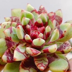 Rare Succulent: Korean Imported echeveria Bloody Yan (aka jelly jam or echeveria bloody) live plant houseplant