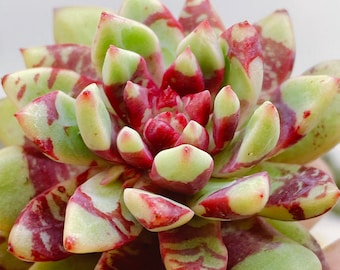 Rare Succulent:  Imported echeveria Bloody Yan (aka jelly jam or echeveria bloody) live plant houseplant