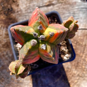 Rare succulent: Imported succulent Astrophytum Myriostigma Lem Variegated cactus variegated HUGE SIZE 4” cluster live plant houseplant