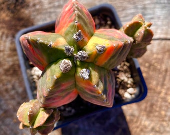 Rare succulent: Imported succulent Astrophytum Myriostigma Lem Variegated cactus variegated HUGE SIZE 4” cluster live plant houseplant