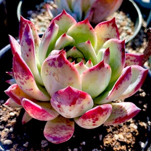 Rare Succulent: Imported   Echeveria Latam / Ratam live plant houseplant