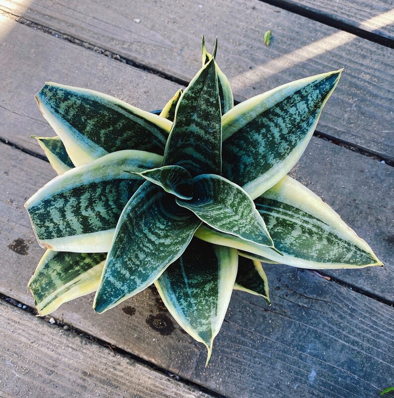 Snake plant variegated fresh healthy Show 1 gallon pot Etsy Snake plant variegated fresh healthy Show 1 gallon pot Etsy
