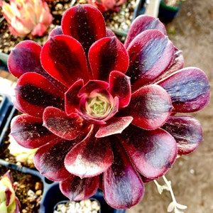 Rare succulent: Imported succulent Aeonium Medusa and  cristatus pink red live plant houseplant