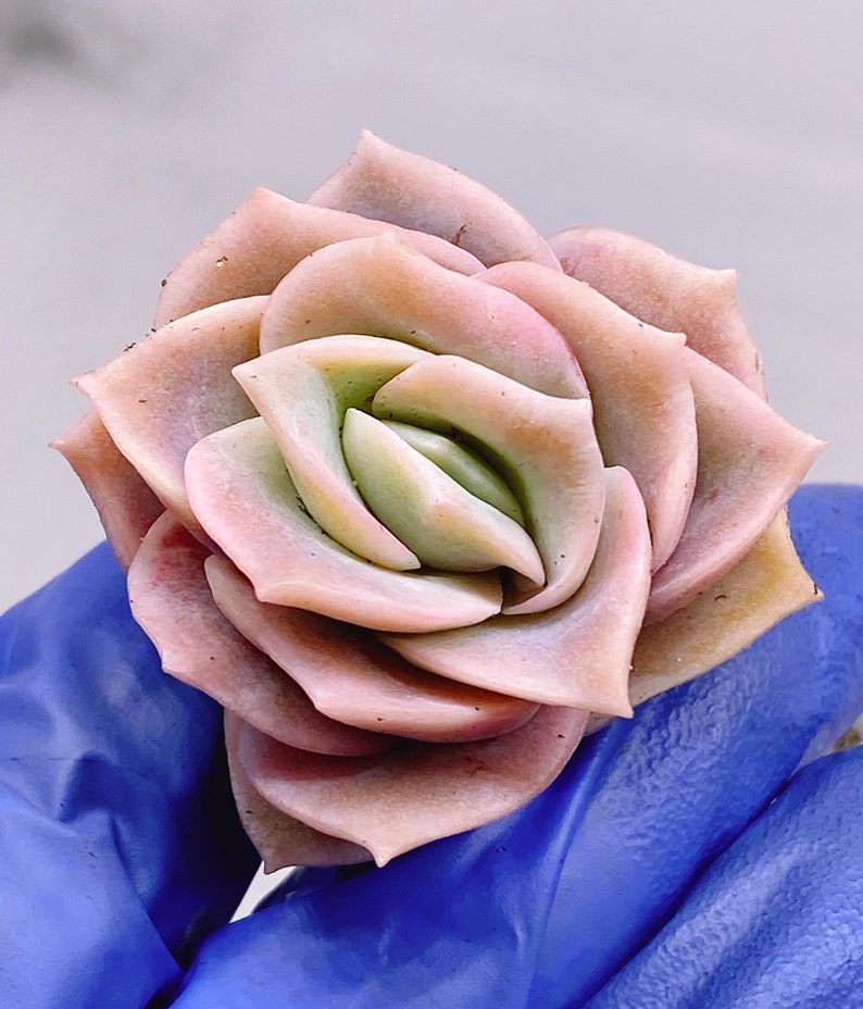 Echeveria lovely rose rare succulent