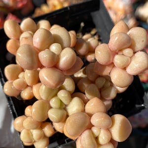 May include: Close-up of a succulent plant with plump, rounded leaves in shades of peach and light green. The plant is in a black square pot, with other succulents visible in the background. The leaves have a smooth, glossy texture.