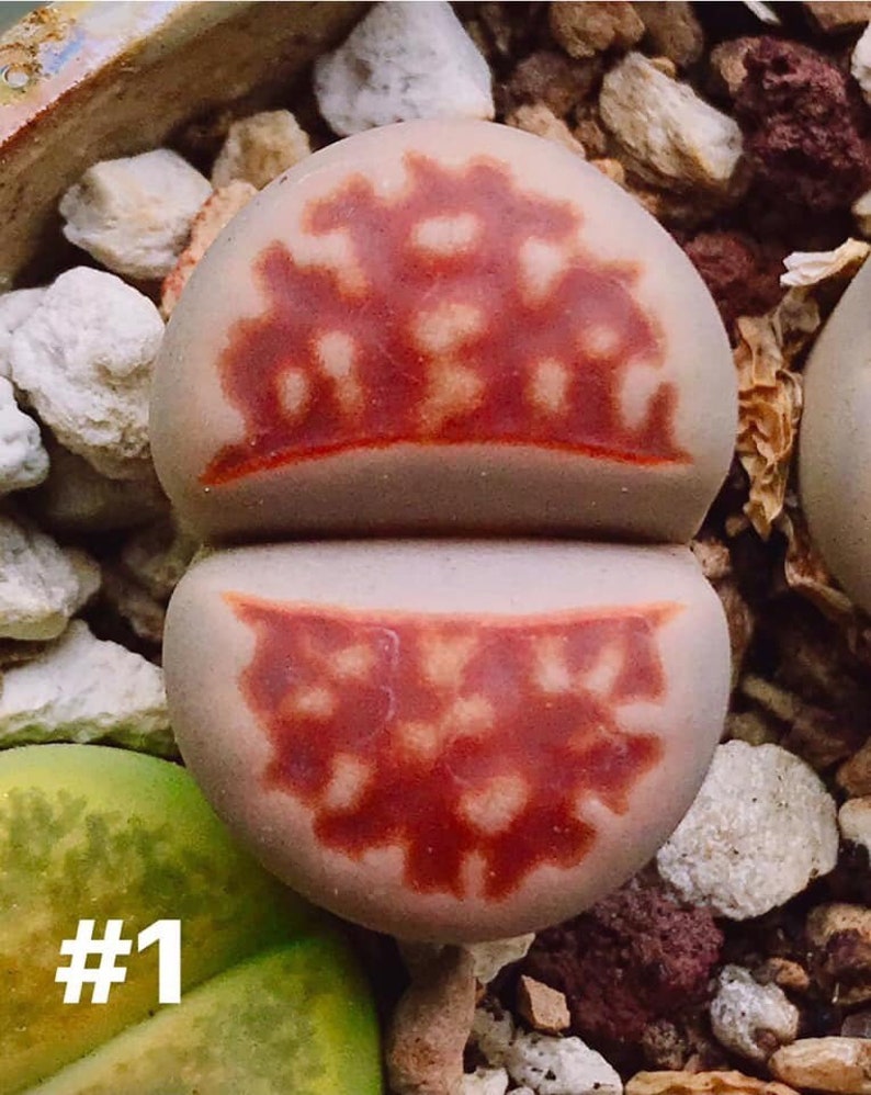 Colorful Lithops