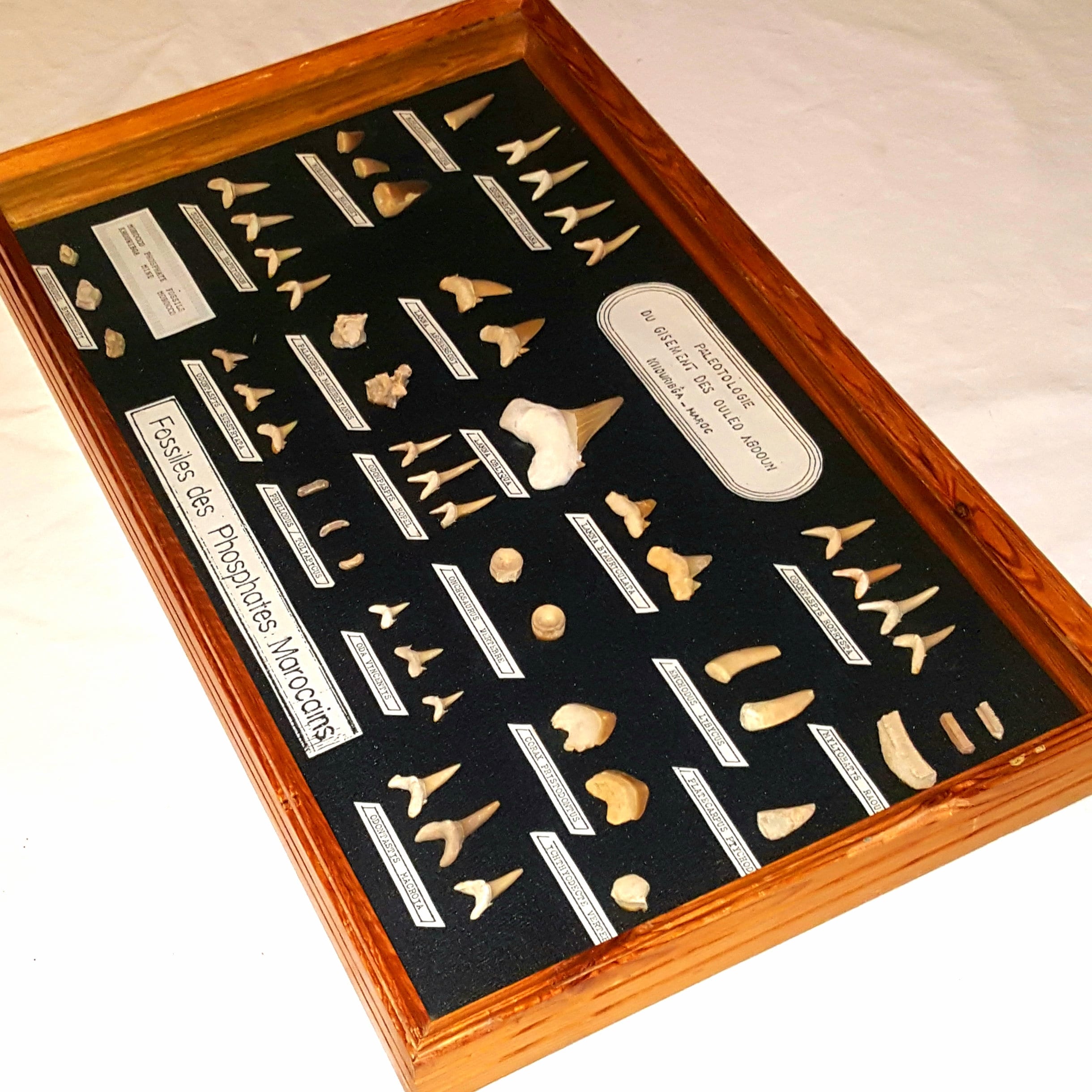 Antique Moroccan Collection of Phosphate Fossils