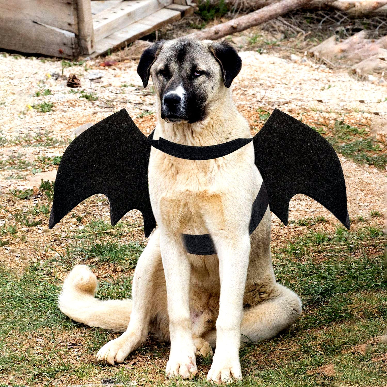 Dog Bat Costume Halloween Pet Costume Bat Wings Cosplay Dog Etsy