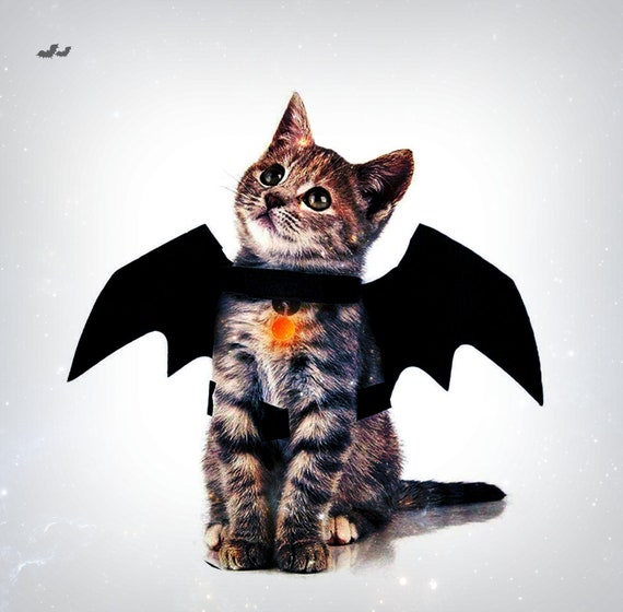 kitten bat costume