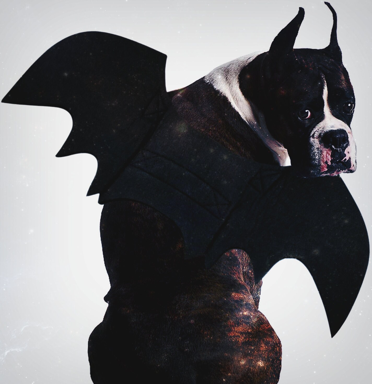 Dog Bat Costume Halloween Pet Costume Bat Wings Cosplay Dog Etsy