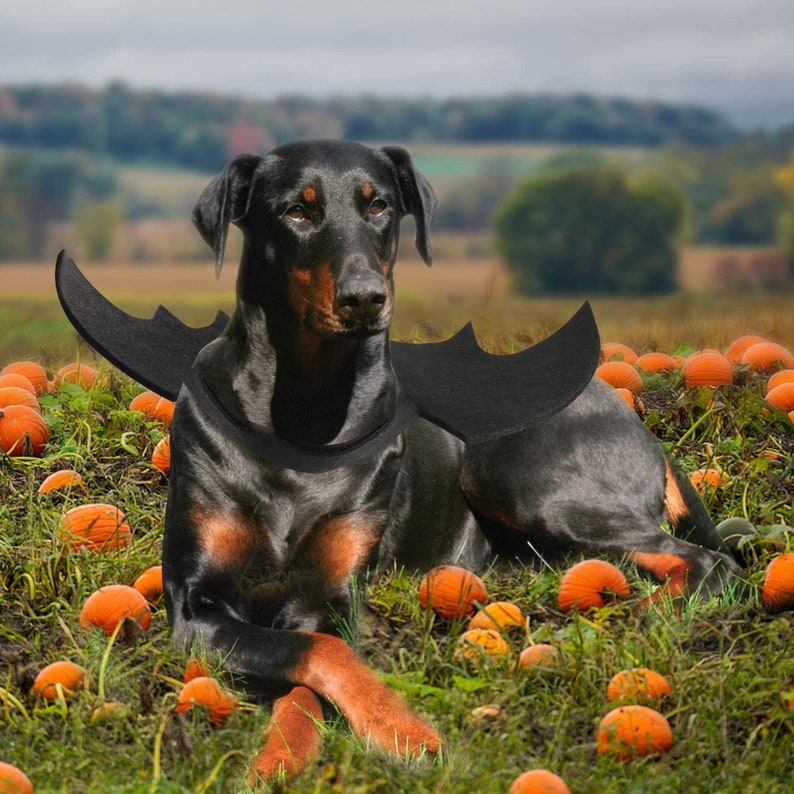 Dog Bat Costume Halloween Pet Costume Bat Wings Cosplay Dog Etsy