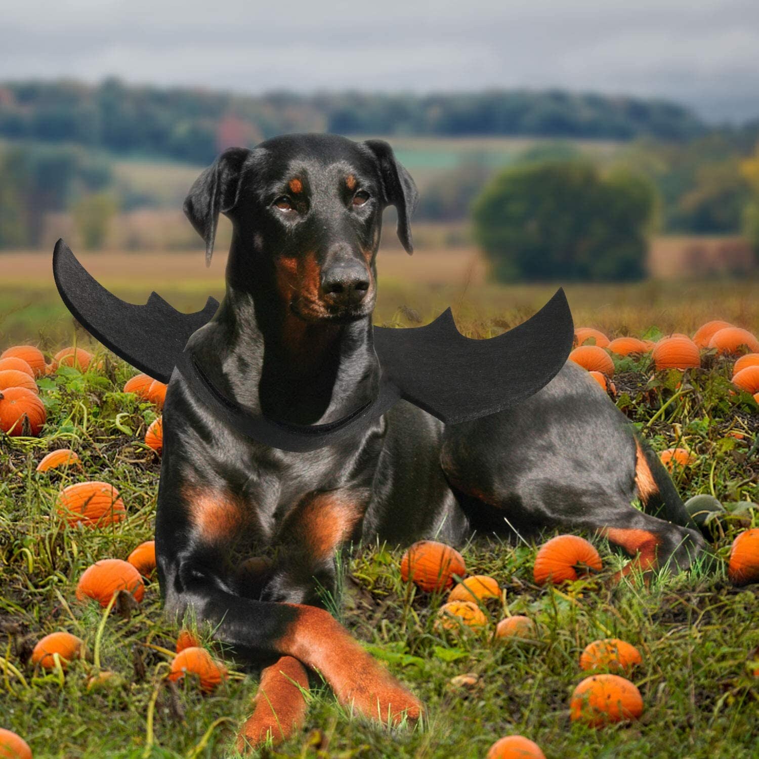 Dog Bat Costume Halloween Pet Costume Bat Wings Cosplay Dog | Etsy
